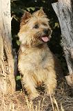 CAIRN TERRIER 033